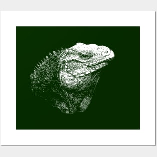 Iguana Posters and Art